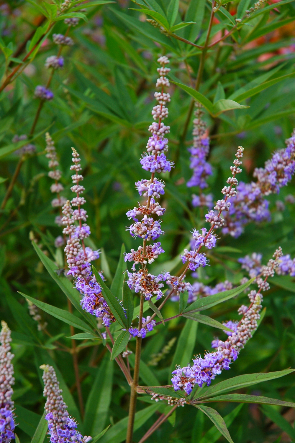 Mönchspfeffer Vitex agnus castus - Foto DMMI Claudia Rühle