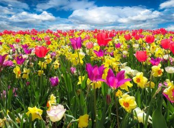 blumenwiese pixabay tulips-1197602_1000