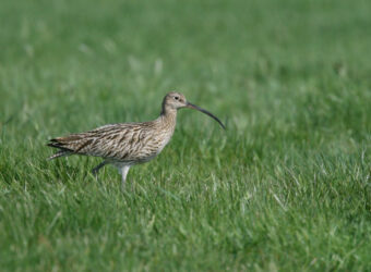 Großer Brachvogel Numenius arqu. Futter suchend IMG_2250,