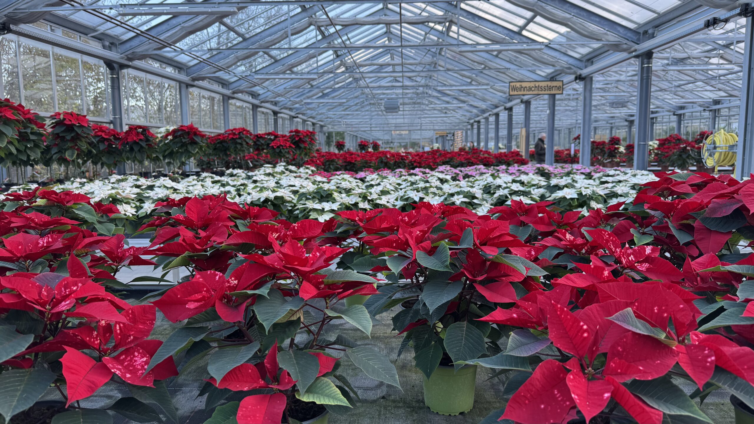 EWeihnachtssterne im Floranum