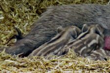 Nachwuchs im Wildpark