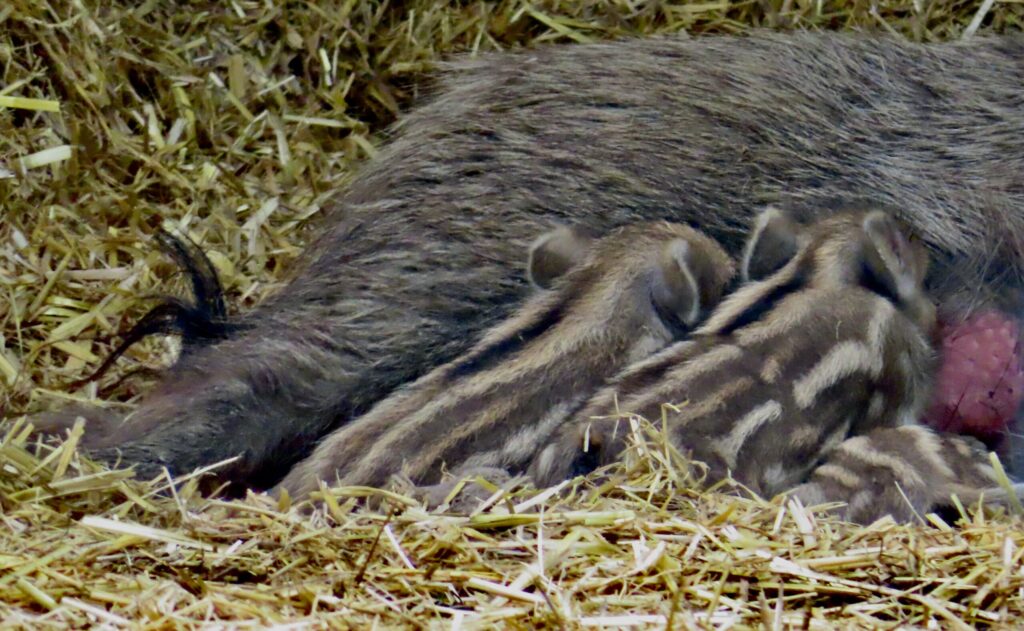 Nachwuchs im Wildpark