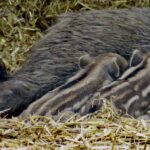 Nachwuchs im Wildpark