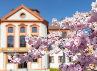 Kirschblüten_2025_Christian Klenk-2