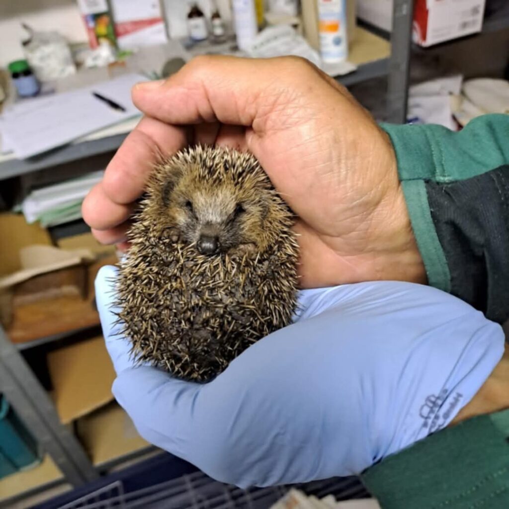 Igel Baby Foto: Winter