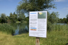 Blaualgen