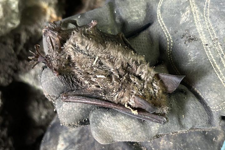 getötete Fledermaus