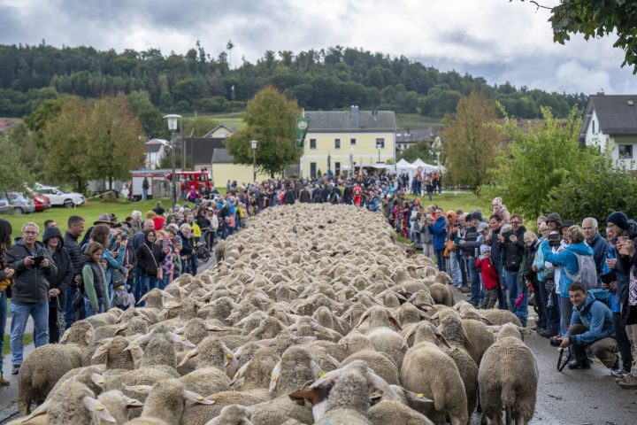 Altmühltaler Lamm-Abtrieb