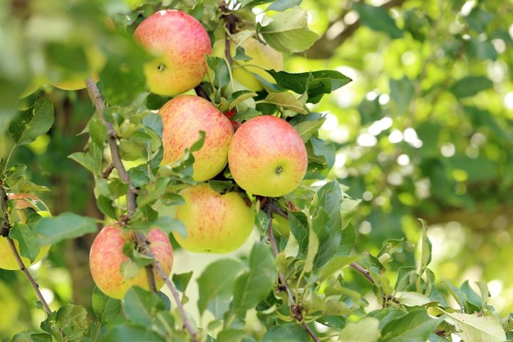 Delicious apples hanging on a tree