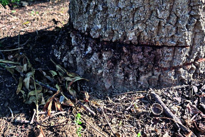 Manching-Baum2