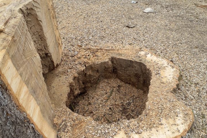 Baumstumpf vom gefällter Esche