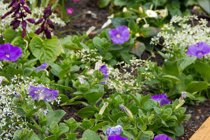 Blumen LGS