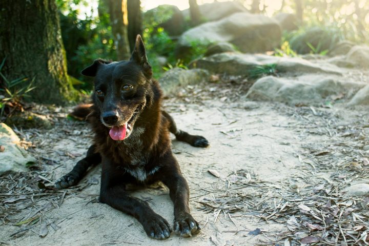 A closeup shot of a cute black dog with its tongue out sitting on the muddy ground