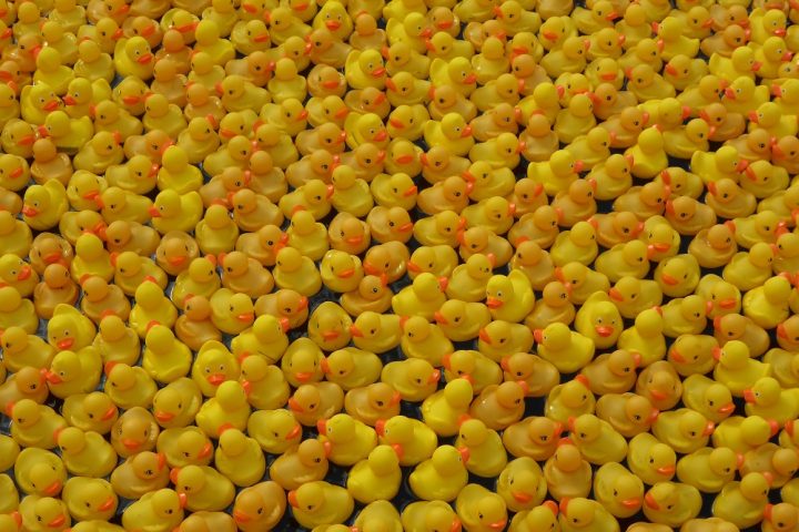 Enten im Ziel