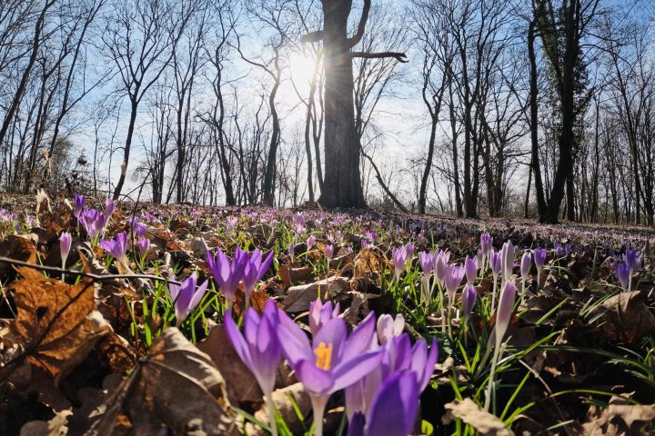 Frühling Hindenburgpark