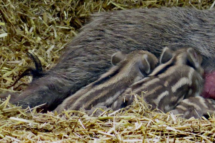 Nachwuchs im Wildpark