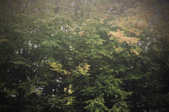 Herbststimmung