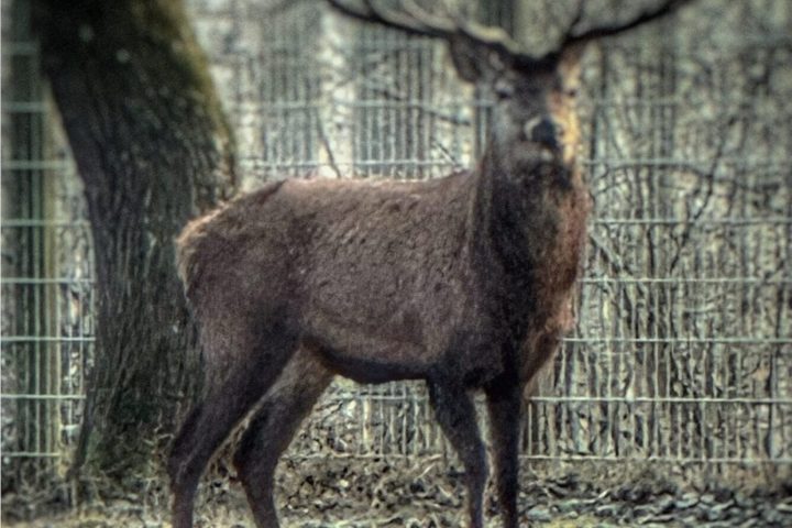 Wildpark