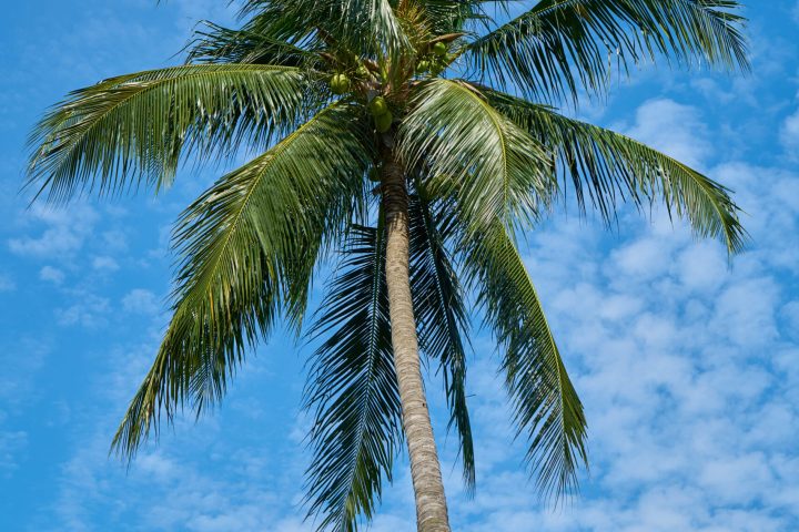 Palme Sommer blauer Himmel Sonne Strand