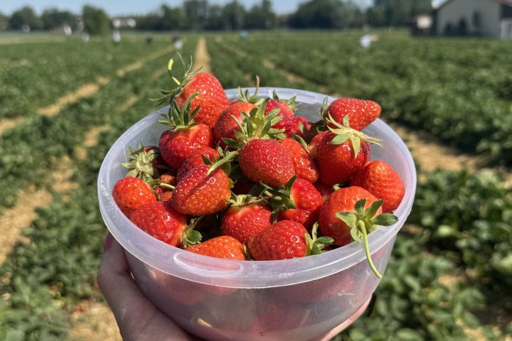 Erdbeeren