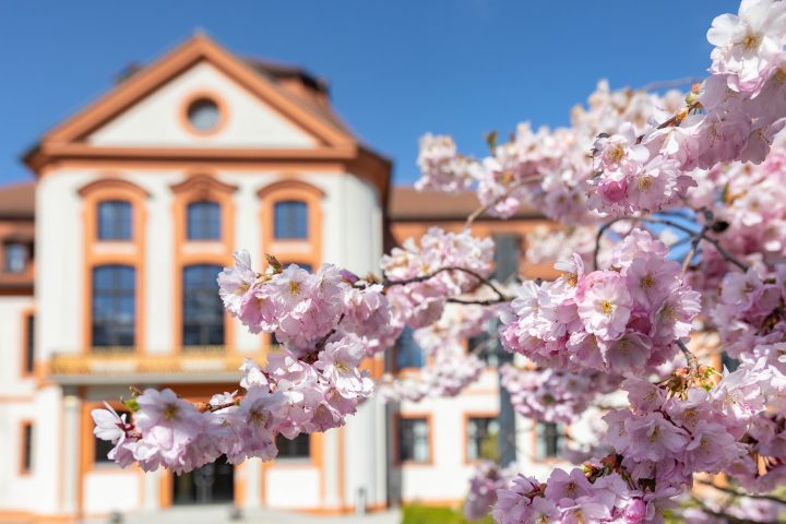 Kirschblüten_2025_Christian Klenk-2