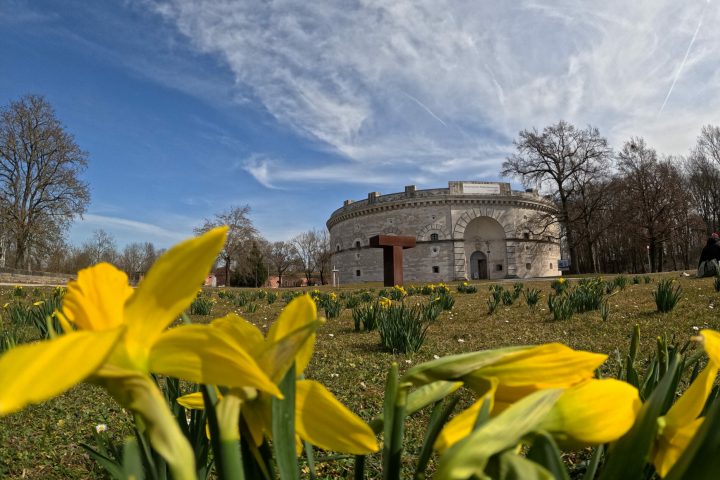 Narzissen im Klenzepark