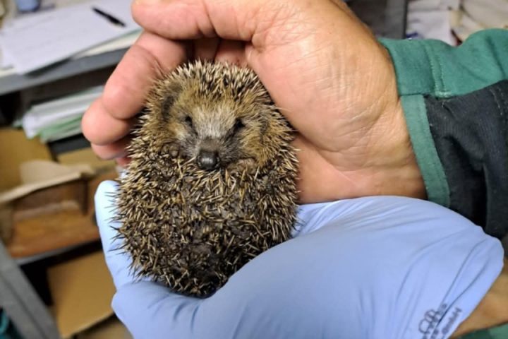 Igel Baby Foto: Winter
