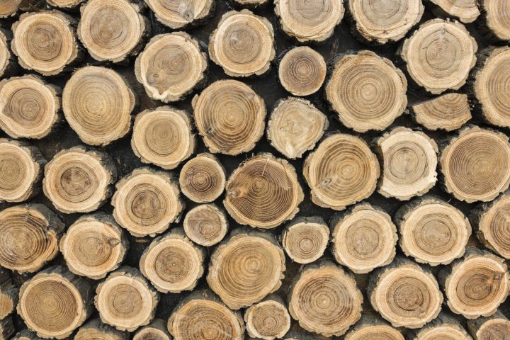 Holz-front-view-tree-trunks