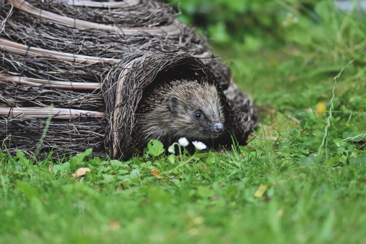 Igel