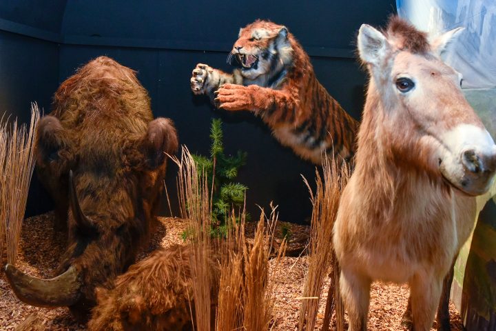 Ausstellung „Eiszeit“ im Stadtmuseum (Foto: Rössle)