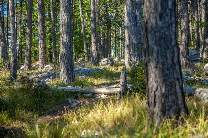 A forest with dense tall trees and plants in Karst, Slovenia