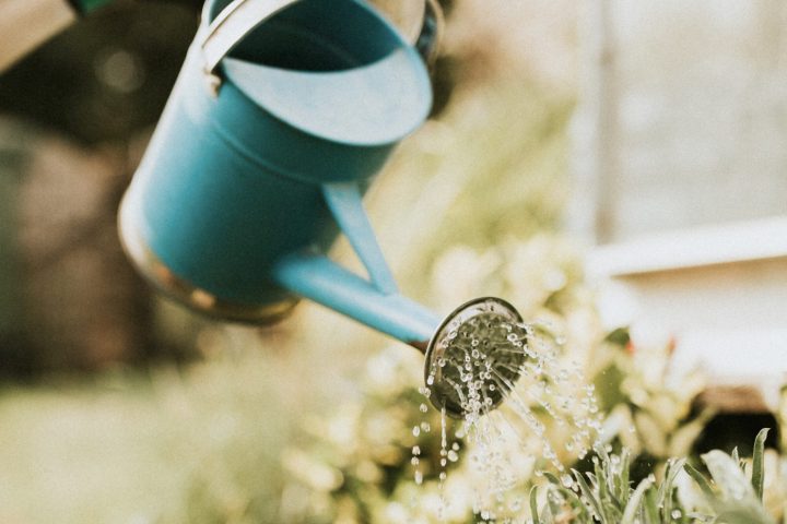 Woman gardener watering plant in garden